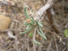 Crassothonna protecta