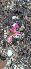 Oxalis stokoei