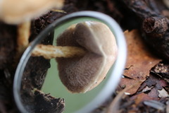 Austroboletus lacunosus