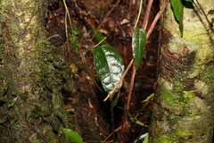 Aristolochia laheyana