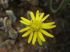 Crassothonna protecta