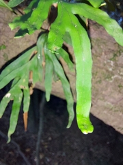 Pleopeltis pleopeltifolia