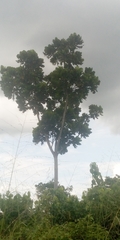 Magnoliopsida