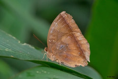 Thaumantis noureddin