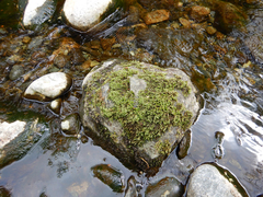 Scleropodium cespitans