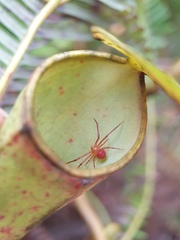 Misumenops nepenthicola