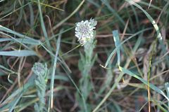 Lepidium heterophyllum