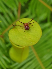 Misumenops nepenthicola