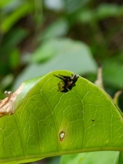 Thelacantha brevispina