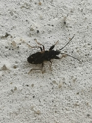 Eremocoris podagricus