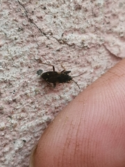 Eremocoris podagricus