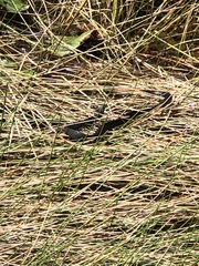 Nerodia fasciata