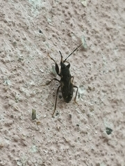 Eremocoris podagricus