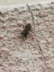 Eremocoris podagricus