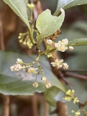 Putterlickia verrucosa