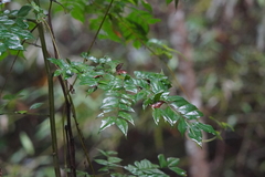 Archidendron clypearia