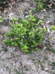 Dalbergia ecastaphyllum