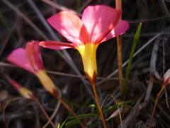 Oxalis capillacea