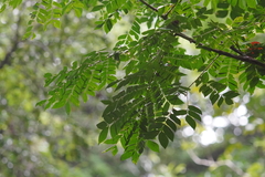 Archidendron clypearia