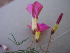 Oxalis capillacea