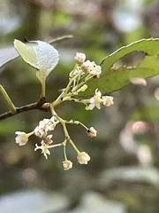 Putterlickia verrucosa