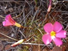 Oxalis capillacea