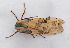 Halysidota fuliginosa