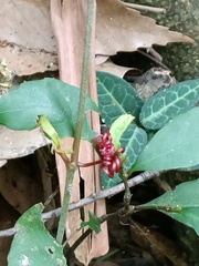 Tetrastigma formosanum