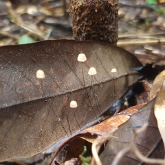 Marasmius crinis-equi