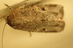 Spodoptera exempta