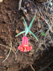 Fritillaria recurva
