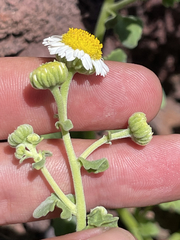 Perityle socorrosensis