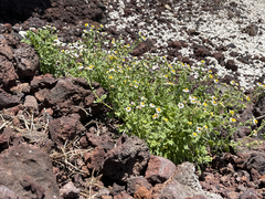 Perityle socorrosensis