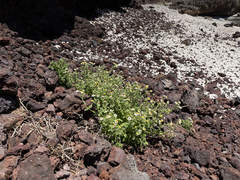 Perityle socorrosensis