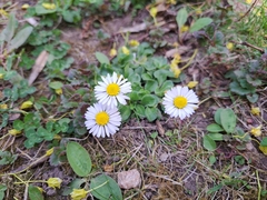 Bellis perennis