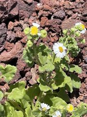 Perityle socorrosensis