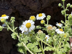 Perityle socorrosensis