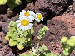 Perityle socorrosensis