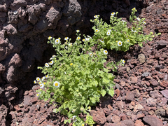 Perityle socorrosensis