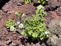 Perityle socorrosensis