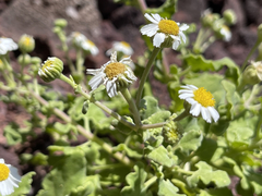 Perityle socorrosensis