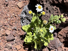 Perityle socorrosensis