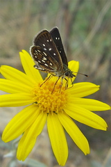Piruna aea