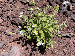 Perityle socorrosensis