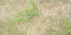Angiospermae