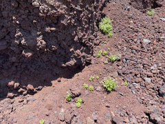 Perityle socorrosensis