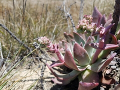 Dudleya greenei