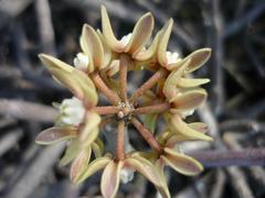 Cynanchum viminale viminale