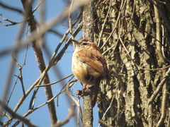 Thryothorus ludovicianus