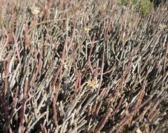 Cynanchum viminale viminale